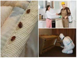 Как происходит обработка от клопов в домашних условиях?