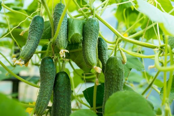 Как продлить сезон сбора урожая овощей: омоложение, укрытие и другие эффективные способы