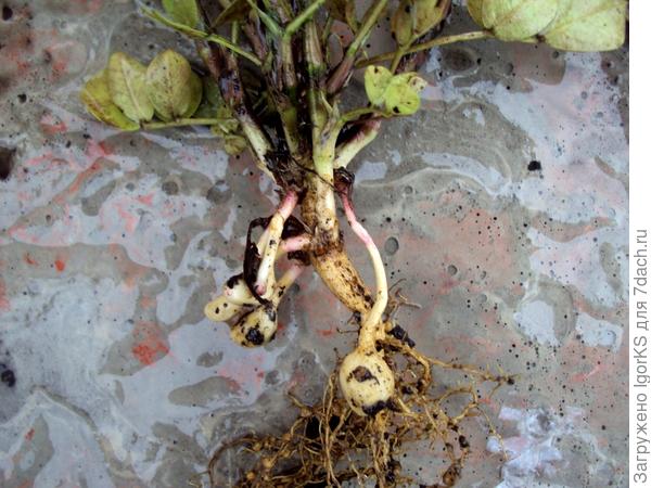 Как вырастить арахис на даче