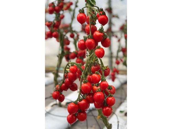 Новинки семян томатов: вкуснейшие сорта и роскошные гибриды от агрофирмы Аэлита