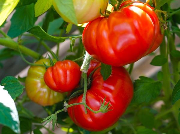 Новинки семян томатов: вкуснейшие сорта и роскошные гибриды от агрофирмы Аэлита