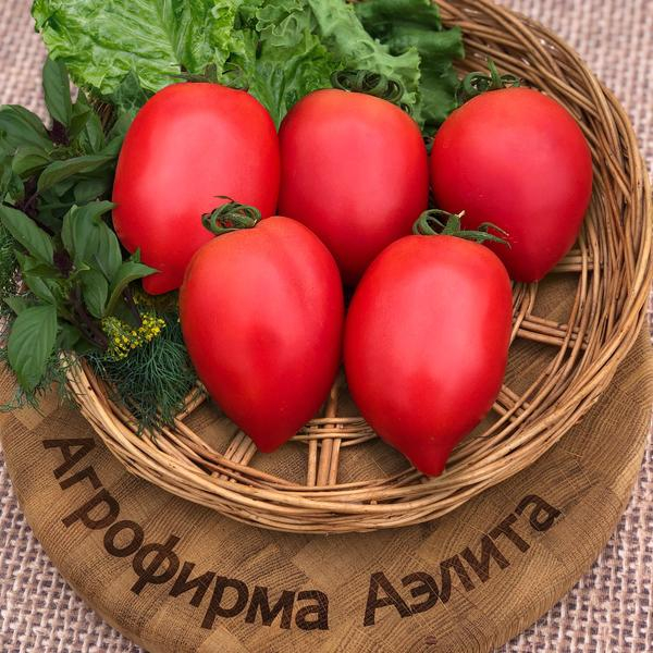 Новинки семян томатов: вкуснейшие сорта и роскошные гибриды от агрофирмы Аэлита