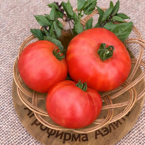 Новинки семян томатов: вкуснейшие сорта и роскошные гибриды от агрофирмы Аэлита